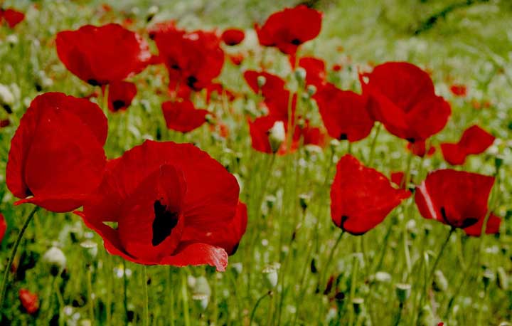 ALACANIM_by_kedimikimyedi