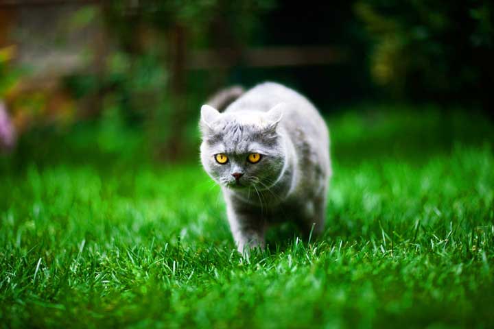 Leyla_bahceyi_kesfediyor____by_kedimikimyedi